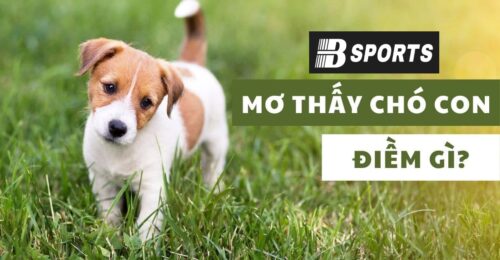Nằm mơ thấy chó con đang được người chăm sóc Nằm mơ thấy chó con đang được người chăm sóc