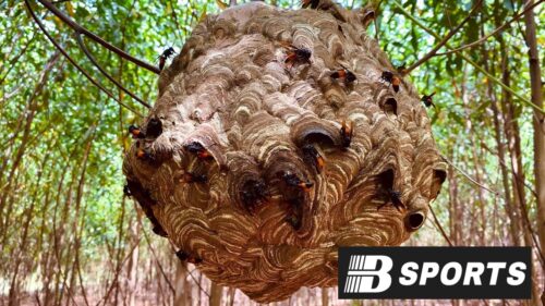 Luận giải con ong số mấy trong mơ để tăng tỷ lệ trúng? Luận giải con ong số mấy trong mơ để tăng tỷ lệ trúng?