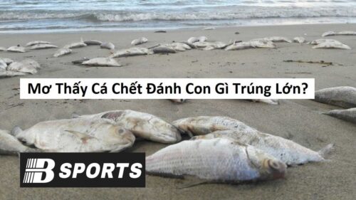 Nằm mơ thấy cá chết trên bờ biển Nằm mơ thấy cá chết trên bờ biển