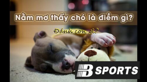 Mơ thấy chó đánh con gì trúng lớn ở Bsports? Mơ thấy chó đánh con gì trúng lớn ở Bsports?
