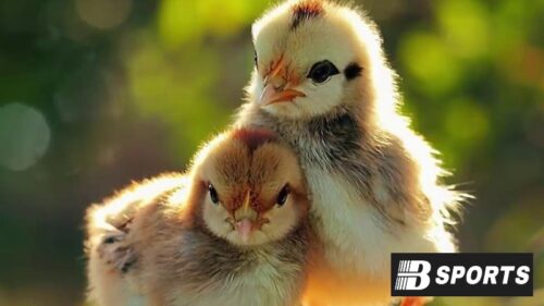 Con gà số mấy - Điềm báo của giấc mơ thấy gà