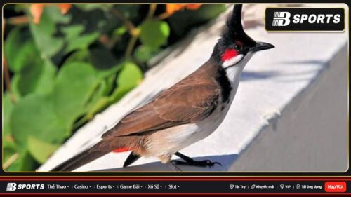 Nằm mơ thấy chim chào mào